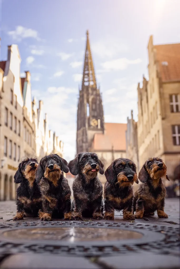 Fünf Rauhaardackel sitzen zusammen auf dem Prinzipalmarkt in Münster, fotografiert von der Hundefotografin Anne Bertling aus Ascheberg im Münsterland, NRW.