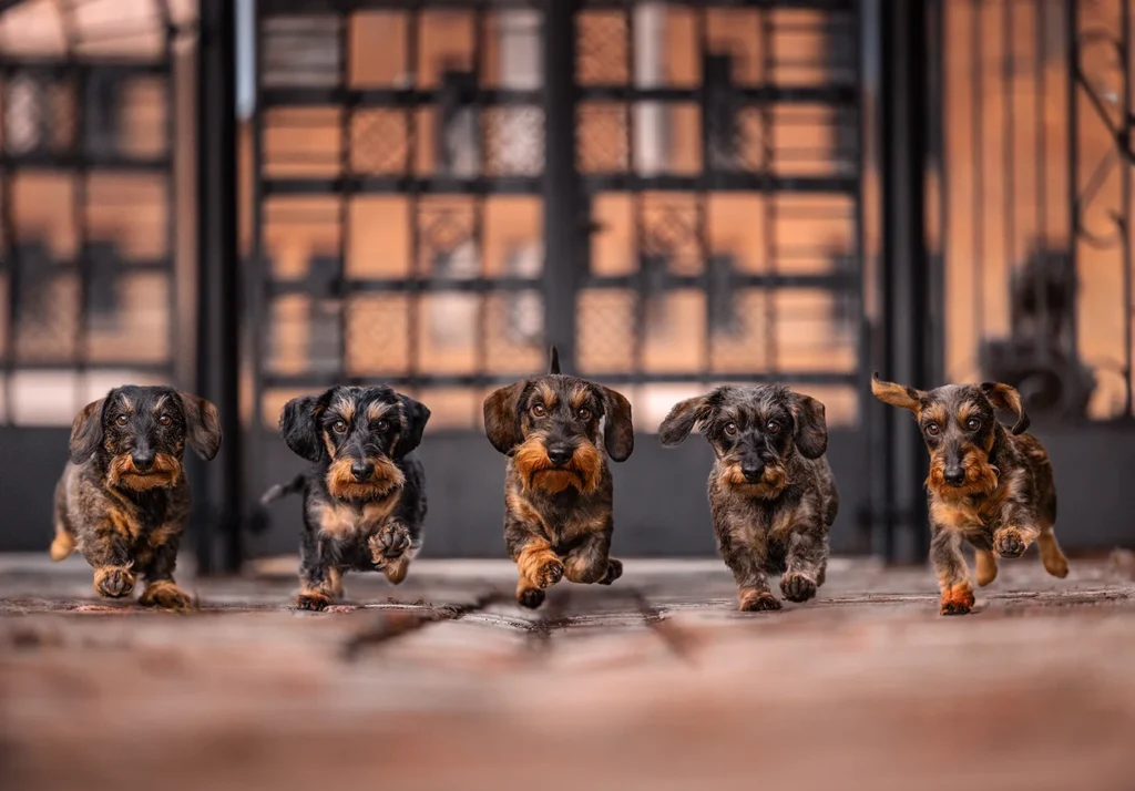 Fünf Dackel laufen am Hafen in Münster über das Kopfsteinpflaster. Das Gruppenfoto wurde fotografiert von der Hundefotografin Anne Bertling aus Ascheberg im Münsterland, NRW.