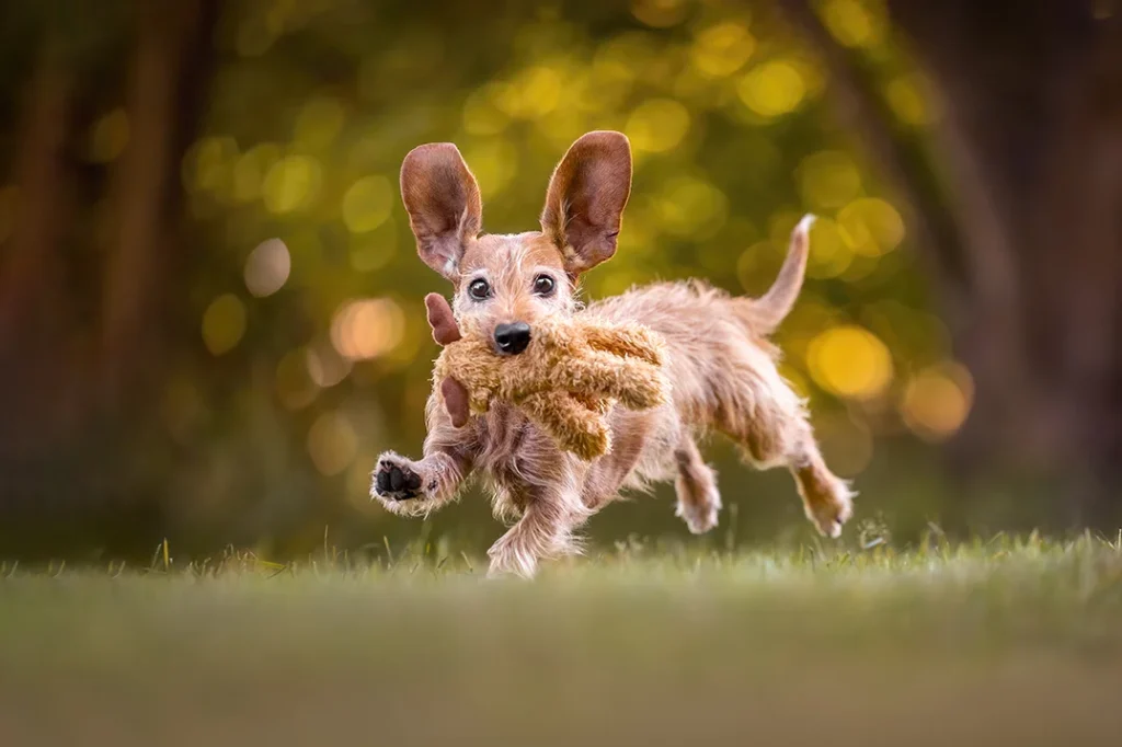 Ein Zwergdackel rennt mit seinem Lieblingsspielzeug über die Wiese, die Ohren fliegen. Aufgenommen wurde das Action Foto von der Hundefotografin Anne Bertling aus Ascheberg im Münsterland, NRW.