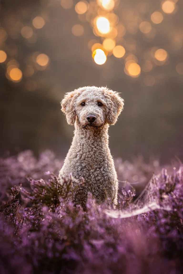 Ein Portrait von einer hellen Labradoodle Hündin in der blühenden Heide bei Sonnenaufgang im Morgendunst. Das Licht scheint sanft und es sind Lichtpunkte im Hintergrund z usehen, ein starkes Bokeh. Fotografiert wurde es von der Tierfotografin Anne Berlting aus Ascheberg. Das liegt in NRW zwischen Dortmund und Münster.