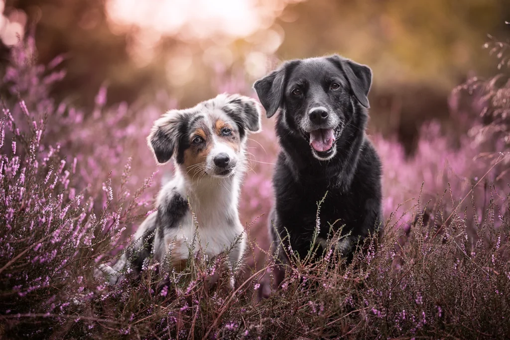 Ein australien Shepherd Welpe und ein schwarzer Labador sitzen in der Heide. Das Lischt bei Sonnenaufgang ist weich. Fotografiert wurde das Portrait Foto von Anne Bertling Hundefotografie aus Ascheberg im Münsterland.