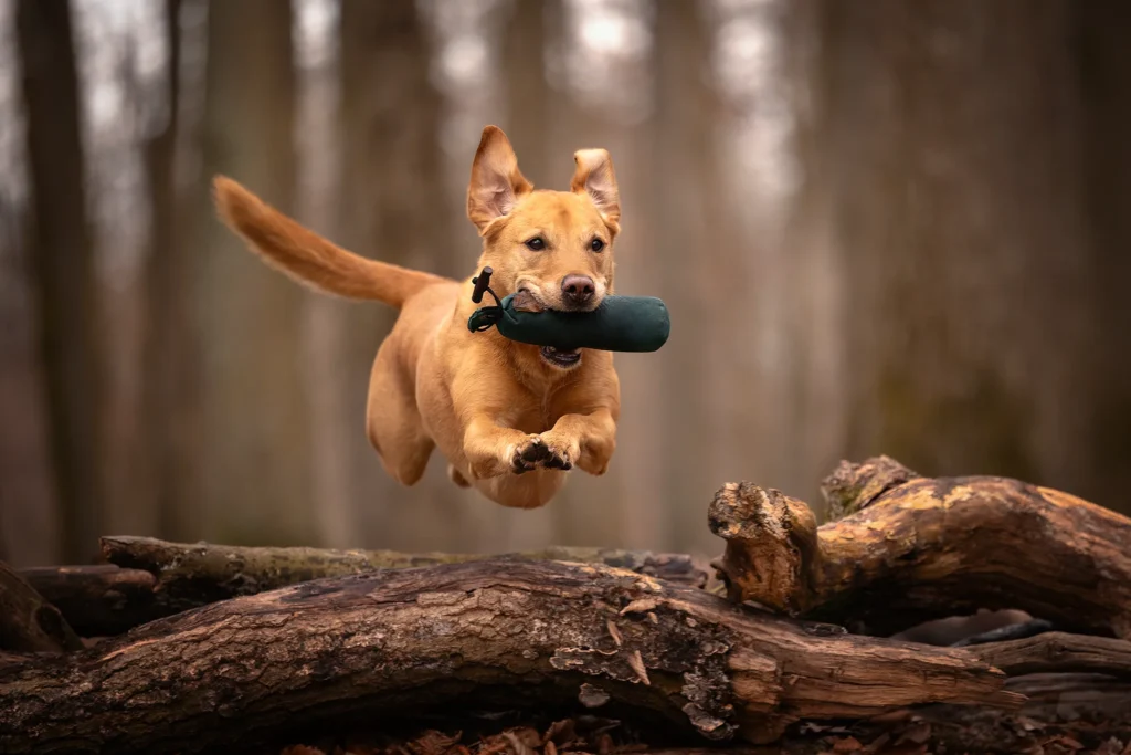 Ein Arbeitslinie Labrador Retriever in gelb springt mit einem Dummy über ein Hindernis im Räuberwald bei Aasee in Münster. Fotografiert wurde das Bild in Bewegung von der Tierfotografin Anne Bertling aus Ascheberg im Münsterland, NRW.