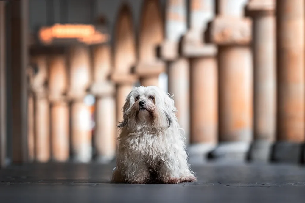 Ein Havaneser sitzt unter den Säulengängen am Prinzipalmarkt in der Altstadt von Münster. Fotografiert wurde das Hundeportrait von der Tierfotografin Anne Bertling aus Ascheberg im Münsterland, NRW.