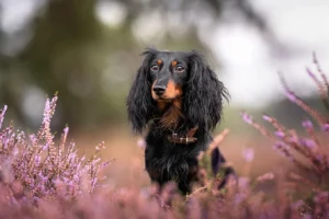 Ein Langhaardackel sitzt in der blühenden Heide in Haltern am See (Westruper Heide) und schaut in die Kamera. Fotografiert von Tierfotografie Anne Bertling aus Aschberg bei Münster.