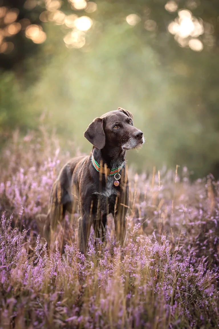 Portrait von einem Jagdhund Mischling in der Heideblüte. Der Hund steht zwischen den Heidepflanzen und beschädigt sie nicht. Das Portrait wurde in Telgte gemacht von der Hundefotografin Anne Bertling aus Aschberg bei Münster, Münsterland, NRW.