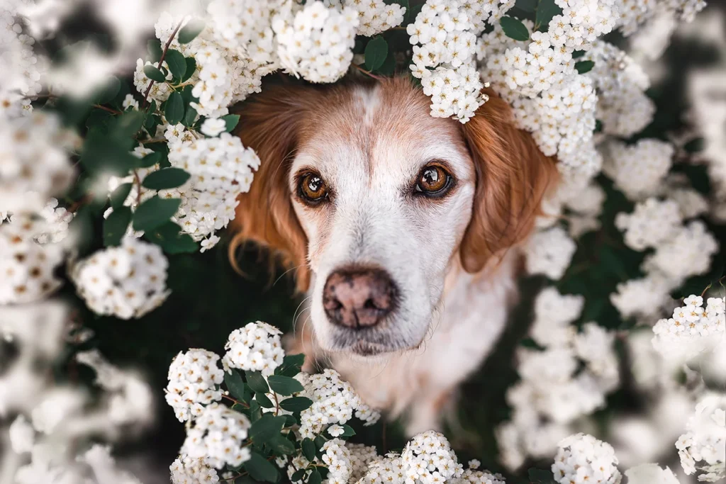 Eine Epagneil Breton Hündin schaut unter einer Brautspiere sitzend hinauf in die Kamera, ihr Kopf wird von den weißen Blüten umrahmt und ihre Augen sind groß. Fotografiert wurde das Hunde Portrait von der Tierfotografin Anne Bertling aus Ascheberg im Münsterland bei Münster im eigenen Garten.