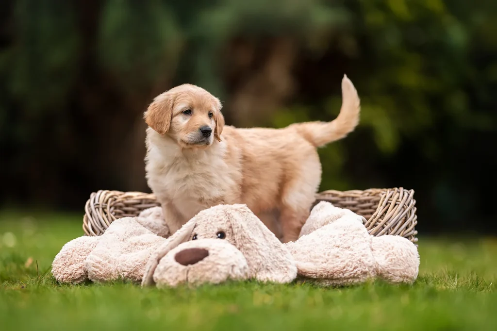Ein Hovaward Welpesitzt im Garten auf einem großen Plüschhund. Aufgenommen wurde das Foto von der Hundefotografin Anne Bertling aus Ascheberg bei Münser, Münsterland, NRW.