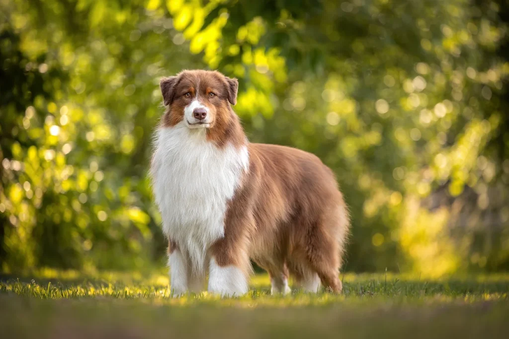 En Standportrait eines Australian Shepherd Zuchtrüden im Garten in Selm bei Münster, aufgenommen von der Hundefotografin Anne Bertling aus Ascheberg im Münsterland, NRW.