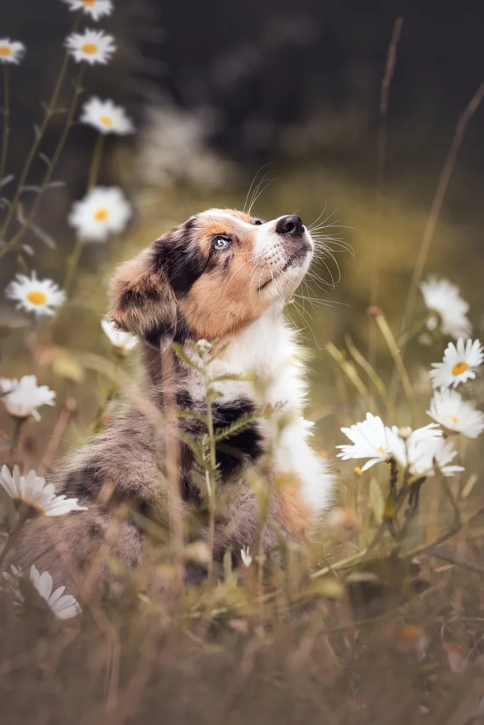 Ein Australian Shepherd Welpe sitzt in Margariten und schaut seitlich hoch. Das Porträtfoto wurde fotografiert von der Hundefotografin Anne Bertling aus Ascheberg im Münsterland, NRW, in ihrem eigenen Garten in der Nähe von Münster.