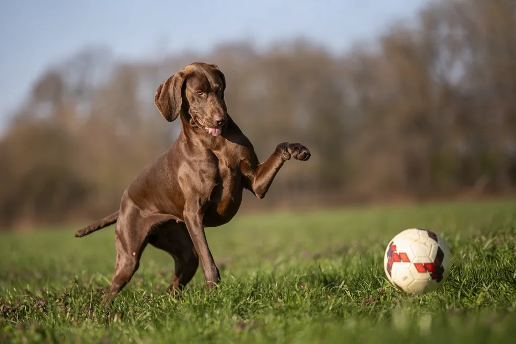 Eine Deutsch Kurzhaar Hündin spielt auf einer Wiese mit ihrem Ball bei Münster. Das Foto wurde aufgenommen von der Hundefotografin Anne Bertling in Ascheberg im Münsterland im Zuhause des Kunden.