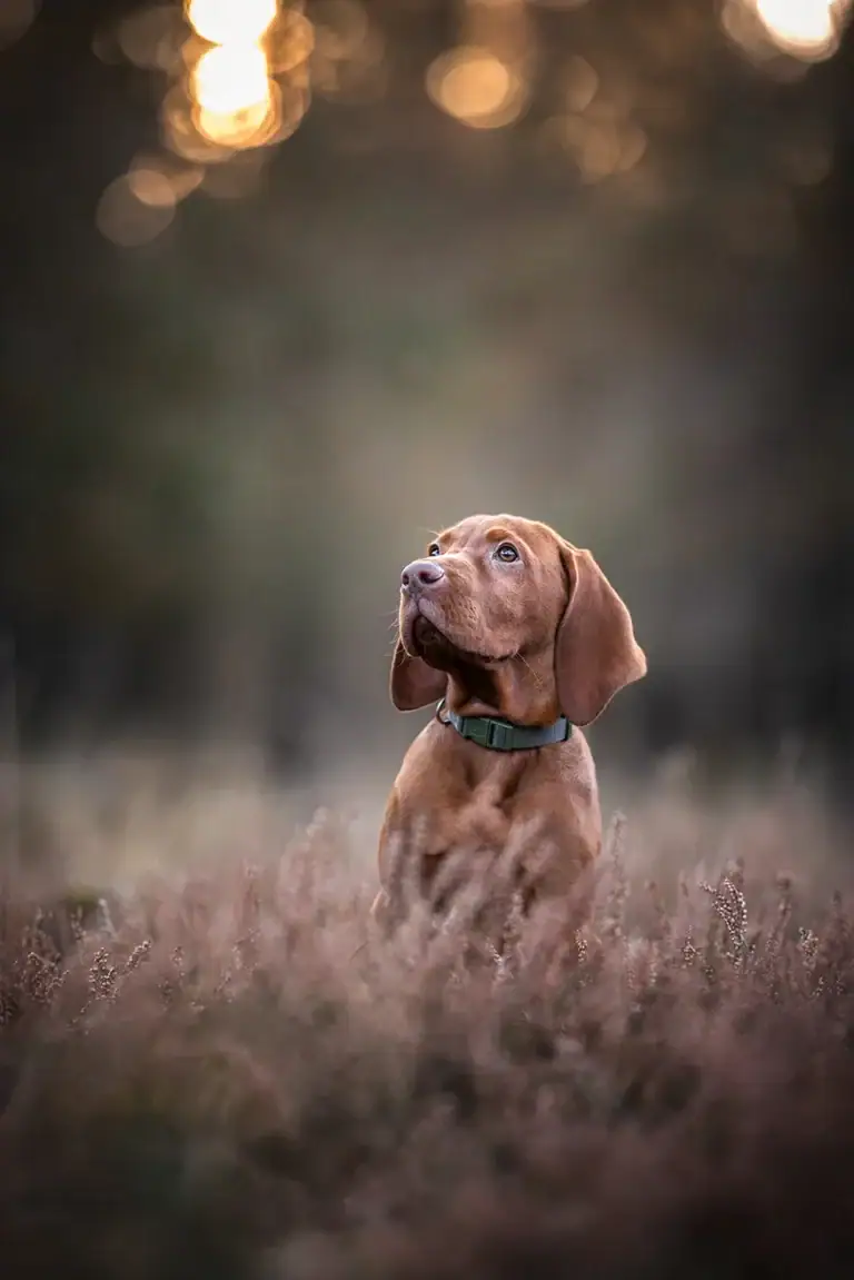 Ein ungarischer Vorstehhund Welpe sitzt in der Heide im goldenen Licht nahe Münster (NRW), fotografiert von der Hundefotografin Anne Bertling aus Ascheberg im Münsterland.