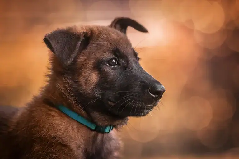Einzelportrait eines belgischen Schäferhund Welpen fotografiert beim Wurfshooting von Anne Bertling Hundefotografie aus Ascheberg (Westfalen, zwischen Münster und Dortmund gelegen