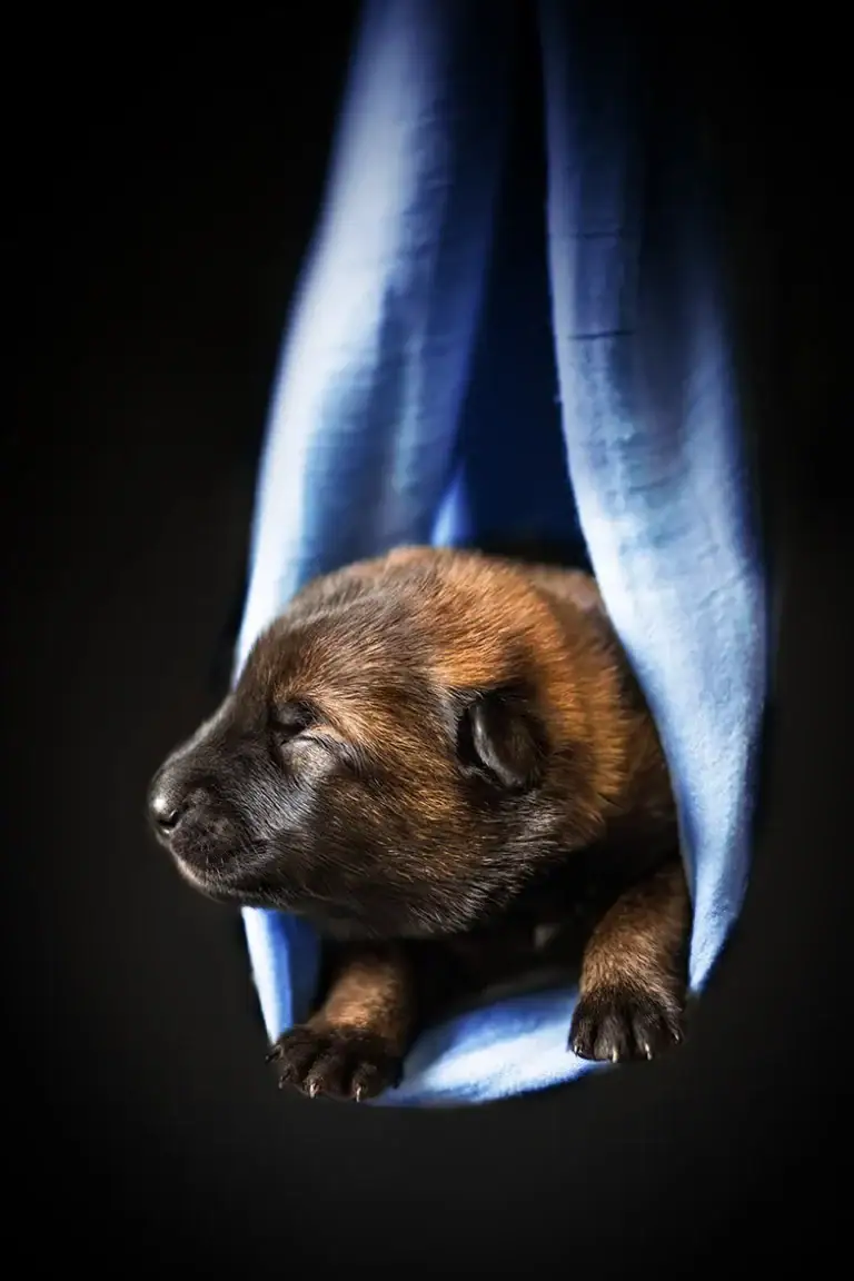 Einzelportrait eines Malinois Welpen fotografiert von Anne Bertling Hundefotografie aus Ascheberg (Westfalen, zwischen Münster und Dortmund gelegen
