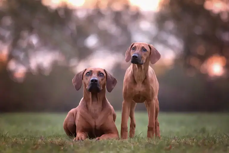 Rhodesian Ridgeback Hündin und Welpe in Olfen bei Münster, fotografiert von der Tierfotografin Anne Bertling aus Ascheberg im Münsterland.