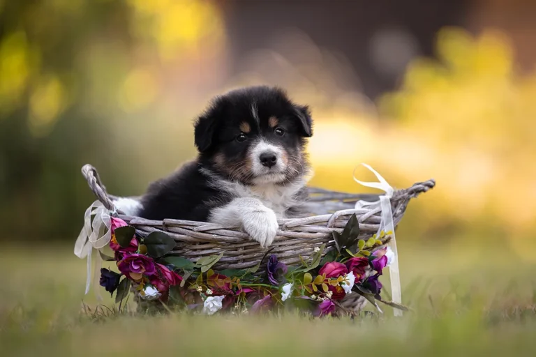 Portrait von Australian Shepherd Welpen in einem Körbchen mit Blumen im Rahmen eines Welpenshootings bei einer Wurfbegleitung für eine Züchterin, fotografiert von Anne Bertling Hundefotografie aus Ascheberg Nähe Münster im Münsterland. Das Foto wurde in Selm bei Olfen (NRW) gemacht.