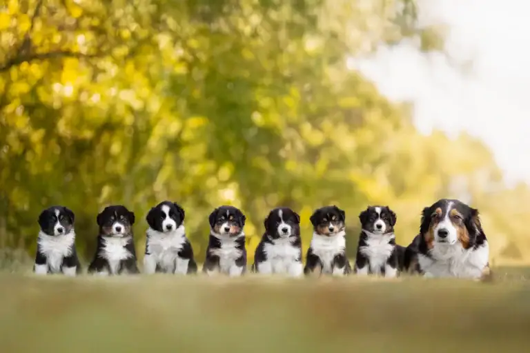 Portrait von einem Wurf Australian Shepherd Welpen im Rahmen eines Welpenshootings bei einer Wurfbegleitung für eine Züchterin, fotografiert von Anne Bertling Hundefotografie aus Ascheberg Nähe Münster im Münsterland. Das Foto wurde in Selm bei Olfen (NRW) gemacht.