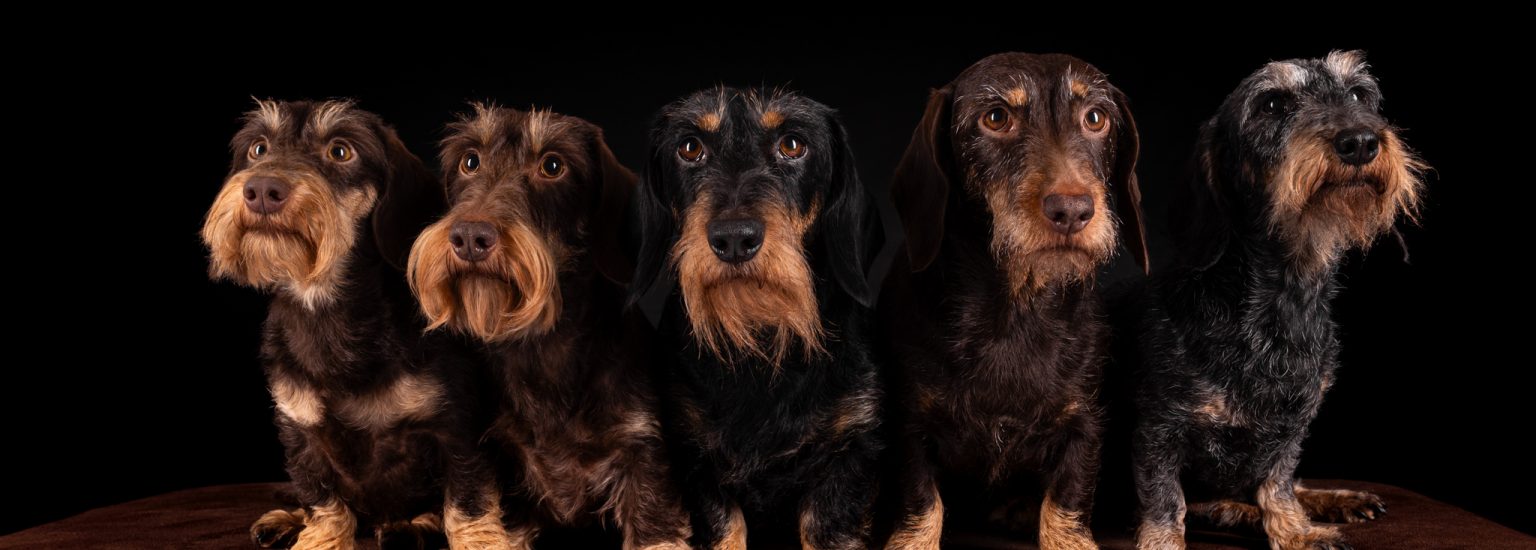 Hund Fotostudio Münster