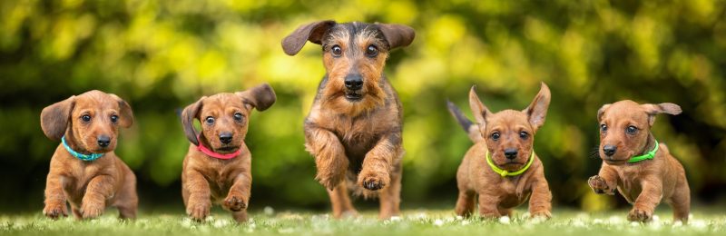 Vier Kaninchenteckel Welpenlaufen mit ihrer Mutterhündin in NRW um die Wette. Das Foto entstand während einer Wurfbegleitung bei einer Dackel Züchterin ´. Es sit ein Outdoor Hundefoto von Teckeln der Hundefotografin Anne Bertling aus dem Münsterland, Ascheberg, zwischen Münster und Dortmund.