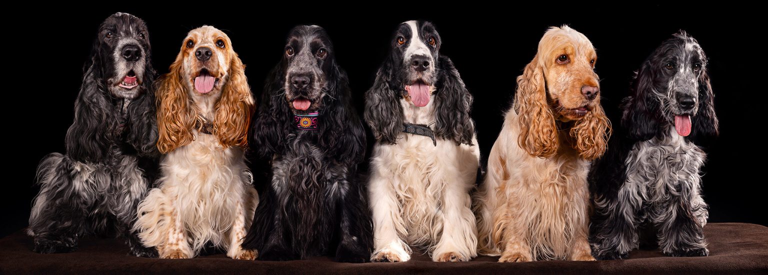 Cocker Spaniel Zucht Hunde Bertling Fotografie Münsterland Studio schwarzer Hintergrund